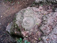 fotó bakonycsernyei ammonitesz lenyomatról 