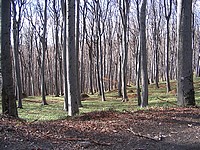 fotó az erdőről