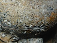 fotó egy ammoniteszről