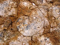 fotó egy ammoniteszről