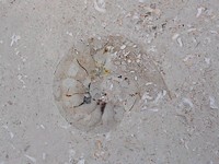 fotó ammoniteszről