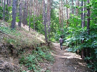 soproni erdő