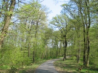 a soproni erdő tavasszal