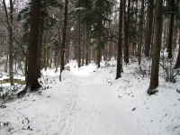 a soproni erdő télen