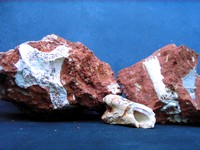 fotó pleisztocén fosszíliákról